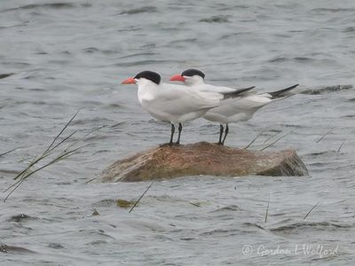 Two Caspian Terns On A Rock DSCN003503