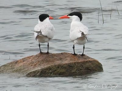 Two Caspian Terns On A Rock DSCN003534
