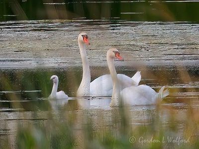Mute Swans & Cygnet DSCN003669
