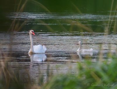 Mute Swan & Cygnet DSCN003662