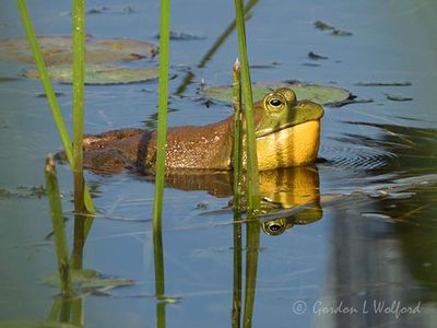 Bullfrog Croaking DSCN003932
