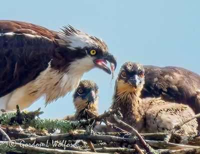 Osprey & Two Chicks DSCN003894
