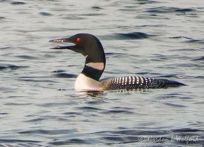 Common Loon Calling DSCN004026