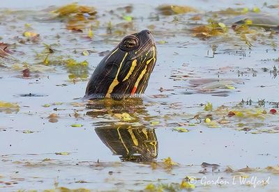 Painted Turtle Head Reflected DSCN004163