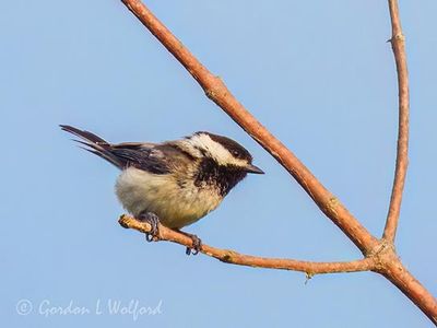Black-capped Chickadee Out On A Limb DSCN004196