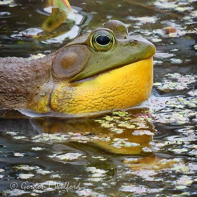 Bullfrog Croaking DSCN004232