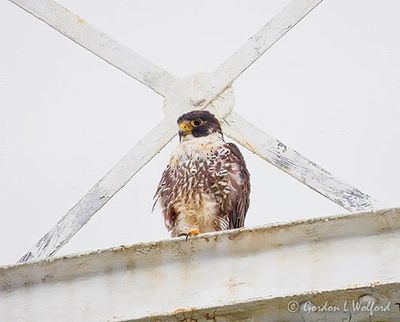 Peregrine Falcon On A Water Tower DSCN004311