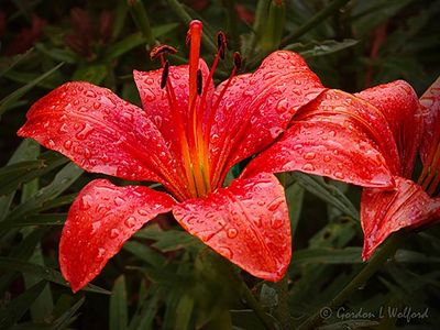 Wet Red Lily DSCN004413
