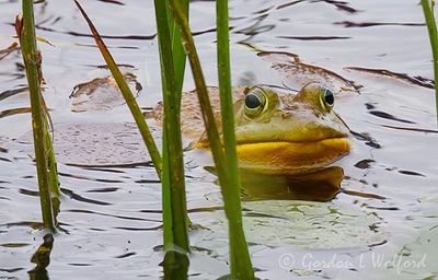 American Bullfrog DSCN004352