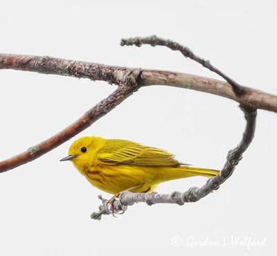 Yellow Warbler On A Curved Branch DSCN004369