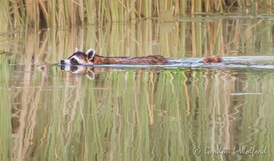Swimming Raccoon DSCN004739