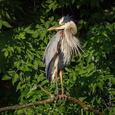 Ruffled Great Blue Heron Out On A Limb DSCN004811