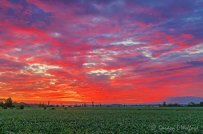 Sunrise Beyond Cornfield 90D115587-91