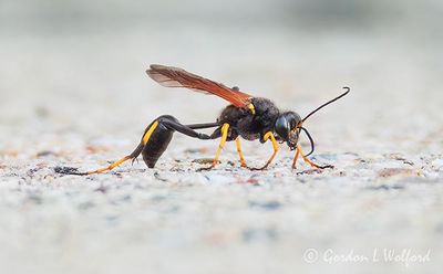 Yellow-Legged Mud-Dauber Wasp DSCN004843