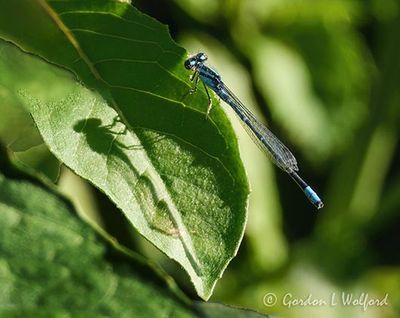 Tule Bluet Damselfly & Shadow DSCN004922