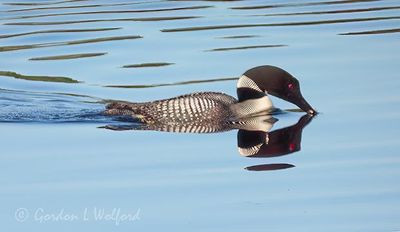 Common Loon Reflected DSCN005164