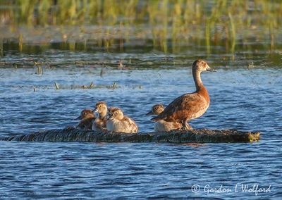 Female Redhead Duck & Ducklings DSCN004994