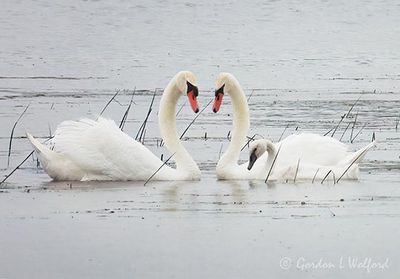 Mute Swan Couple & Cygnet DSCN005273