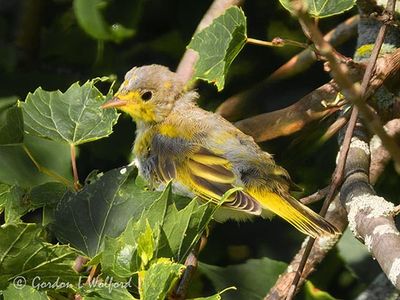 Juvenile Yellow Warbler DSCN005543