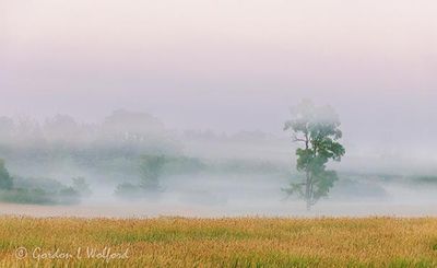 Ground Fog Beyond Lone Tree 90D116559