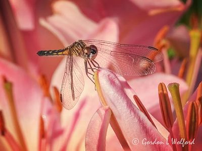 Female Blue Dasher Dragonfly On A Pink Lily DSCN005899