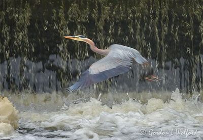 Great Blue Heron Taking Flight DSCN006008