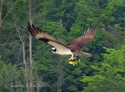 Osprey In Flight With Catch DSCN006146