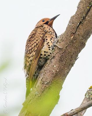 Male Yellow-shafted Northern Flicker DSCN006370