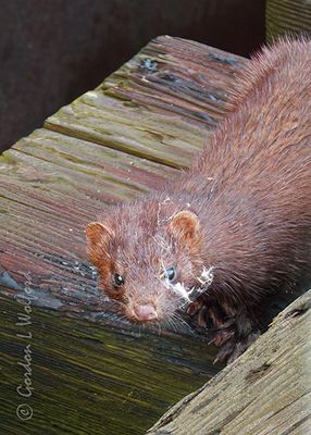 Messy Mink DSCN006473