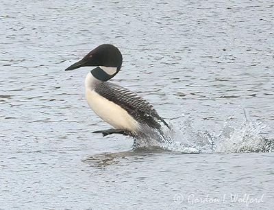 Common Loon Running On Water DSCN006289