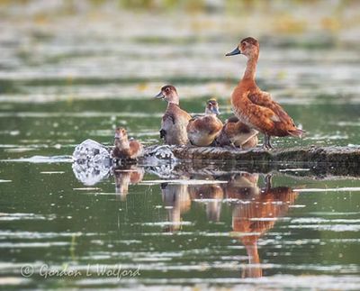Redhead Duck Family Reflected DSCN006503