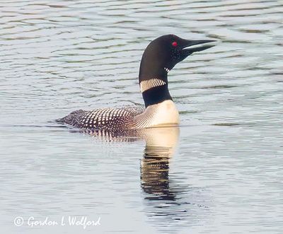 Common Loon Calling DSCN006583