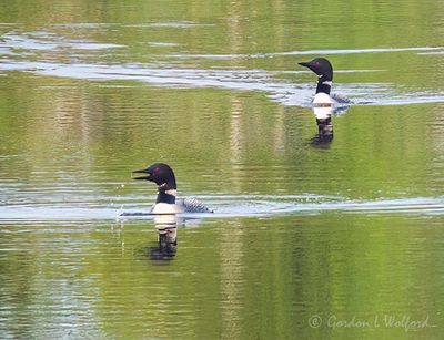 Two Common Loons, One Calling DSCN006559