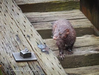 Mink On An Old Railway Bridge DSCN006813