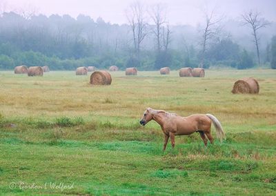 Bales Beyond Palomino 90D117675