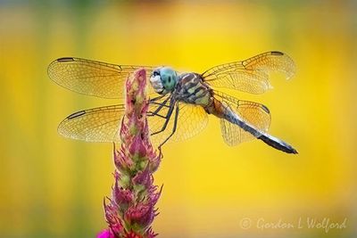 Dragonfly On Purple Loosestrife DSCN006781