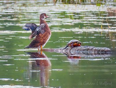 Wood Duck & Painted Turtle On The 'Alligator' Mound DSCN006840