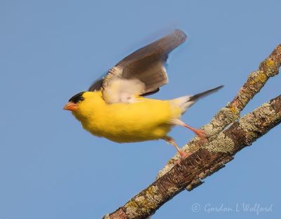 Male Goldfinch Taking Flight DSCN006899