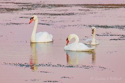 Mute Swan Family Reflected At Dawn 90D118387