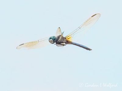 Blue Dasher Dragonfly In Flight DSCN007412