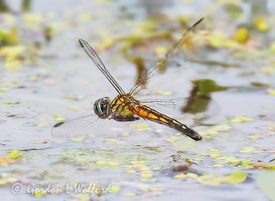Dragonfly In Flight DSCN007407