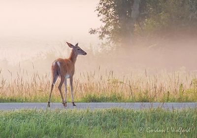 Ground Fog Beyond Deer On Road DSCN007076