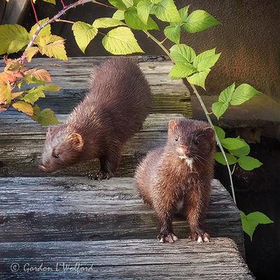 Two Minks On An Old Railway Bridge DSCN007769