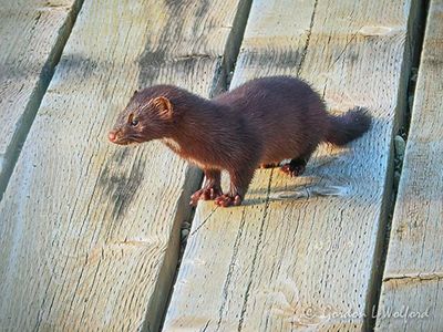 American Mink DSCN007775