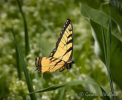 Eastern Tiger Swallowtail In Flight DSCN007862