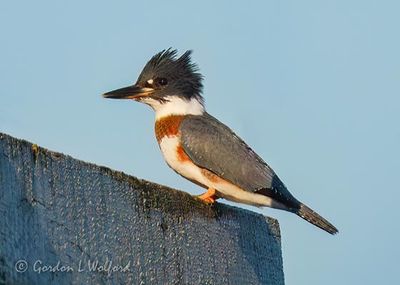 Juvenile Belted Kingfisher On A Roof DSCN007902