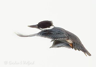 Belted Kingfisher In Flight DSCN007897