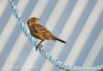 Over-the-Shoulder Female Red-winged Blackbird DSCN007943