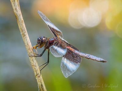 Widow Skimmer Dragonfly With A Catch DSCN007982