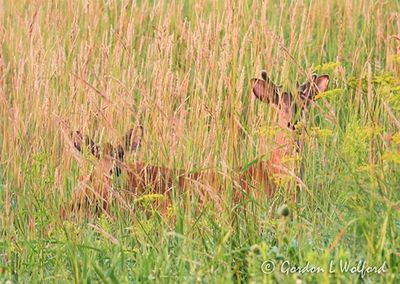 Deer Hiding In Tall Grass DSCN007094